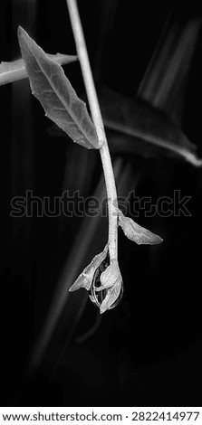 Exquisite black and white macro of a delicate plant stem with a pristine water droplet hanging from its tip against a dark background. This moody minimalist monochrome art is perfect for premium book covers, elegant product packaging, wellness site desi