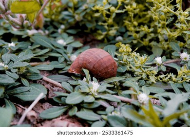 An exquisite close-up captures a snail, its brown spiral shell contrasting with lush green foliage and delicate white flowers. - Powered by Shutterstock