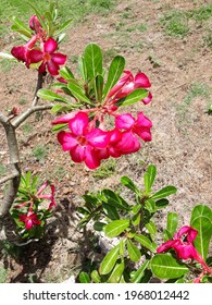 Exquisite In Every Way, Flowers Make My Day.