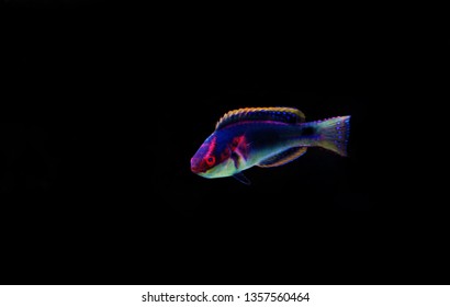 Fairy wrasse Images, Stock Photos & Vectors | Shutterstock