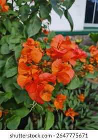 Exquisitas flores buganvillas color