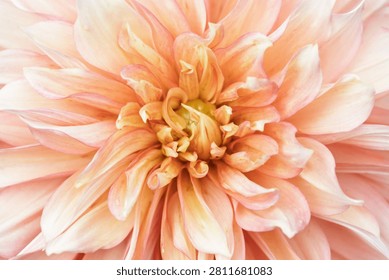 An exquisite full-frame macro photograph capturing the intricate beauty of a dahlia flower with layered petals showcasing a delicate pink, peach, and apricot gradient. The close-up shot fills the entire frame, highlighting the soft textures, gentle curves, and complex organic patterns radiating from the warm yellow center. Bathed in soft natural light, this blooming blossom exudes purity, elegance, and serene autumn beauty, making it perfect as a natural background or texture for cosmetics, wellness, skincare, and luxury lifestyle designs.