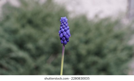 Exquisite Grape Hyacinths: the fragrant spring delight of Muscari Neglectum. Spring shots - Shutterstock ID 2280830035