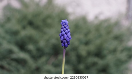 Exquisite Grape Hyacinths: the fragrant spring delight of Muscari Neglectum. Spring shots - Shutterstock ID 2280830037