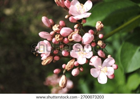 The Exquisite Interplay of Luculia and Insects 