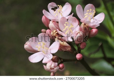 The Exquisite Interplay of Luculia and Insects 