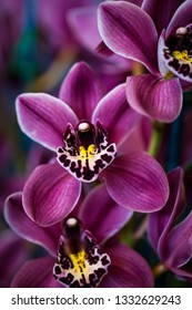 An exquisite orchid testifies to the skill of its cultivator.