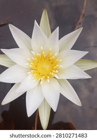 An exquisite top-down view of a pristine white water lily, Nymphaea nouchali, in full bloom on the mirror-like, tannin-rich black water of a peat swamp in Riau, Sumatra. The perfect radial symmetry and stark contrast symbolize purity and the fragile beauty of Indonesia's peatland ecosystems.