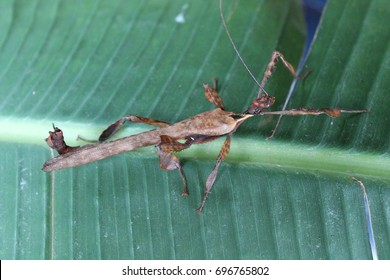 Extatosoma Tiaratum