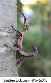 Extatosoma Tiaratum