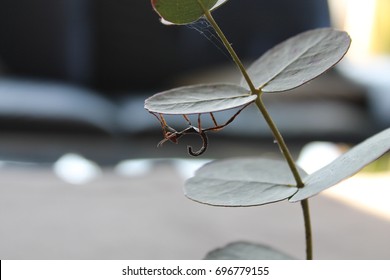 Extatosoma Tiaratum