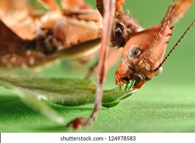 Extatosoma Tiaratum. Unusual Insect.