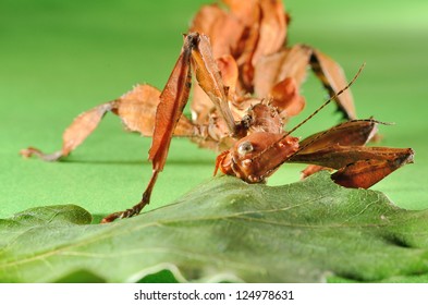 Extatosoma Tiaratum. Unusual Insect.