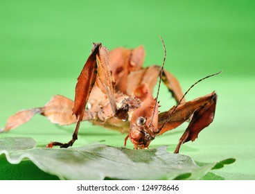 Extatosoma Tiaratum. Unusual Insect.