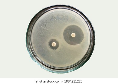 Extended Spectrum Beta Lactamases Of E Coli Bacteria On Petri Dish