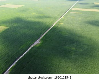 Extensive corn fields, top view. Green farm fields, landscape.