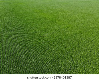 Extensive corn fields, top view. Green farm fields, landscape.