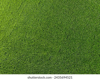 Extensive corn fields, top view. Green farm fields, landscape.