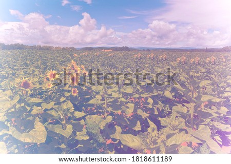 A faded sunflower Nature