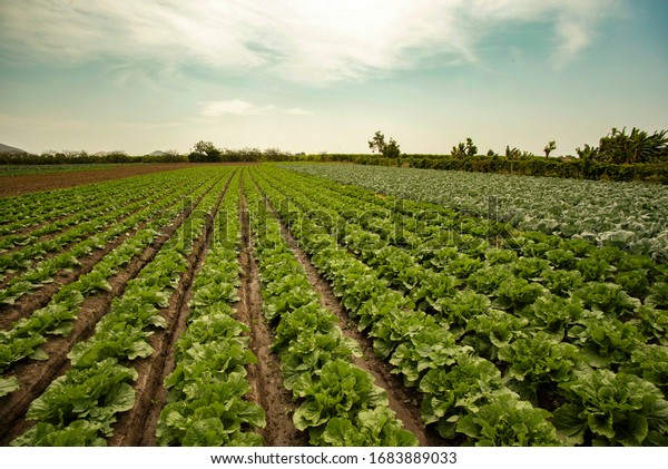 Extensive Field Grown Lettuce Stock Photo (Edit Now) 1683889033