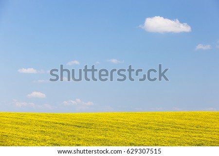 Extensive field of rapeseed with blue sky in the background. Intensive agricultural production, fuel dependency, agriculture and energy industry concept, background and copy space. 
