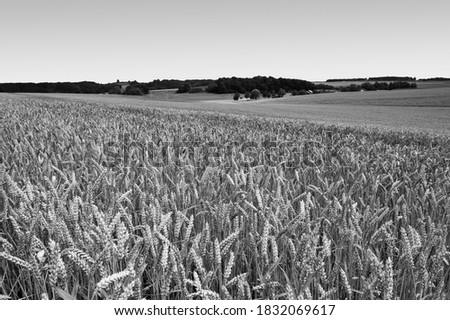 Similar – Image, Stock Photo Before harvest