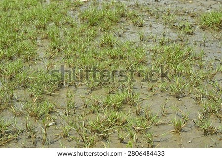 An extensive full frame background view of a green marshy field and tidal flat landscape during low tide.