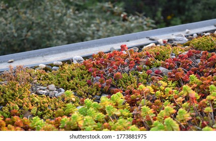 Extensive Green Roof With Stonecrops And Pebbles. Central Europe. It Lasts Without Maintenance, Watering And Rain.