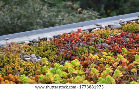 Extensive green roof with stonecrops and pebbles. Central Europe. It lasts without maintenance, watering and rain.