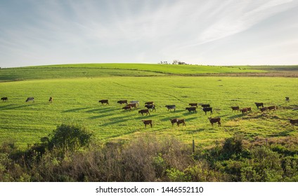 Extensive Livestock Farming Farm In Southern Brazil. Countryside In The Winter Dawn. Grassland Fields. 