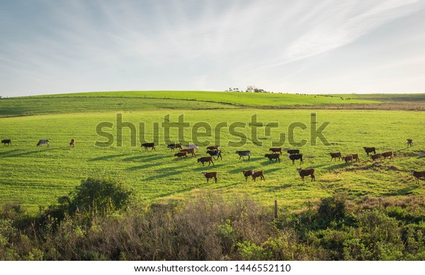 Extensive livestock\
farming farm in southern Brazil. Countryside in the winter dawn.\
Grassland fields. 