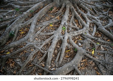 The extensive roots system of a big tree.
