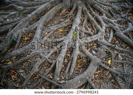 The extensive roots system of a big tree.