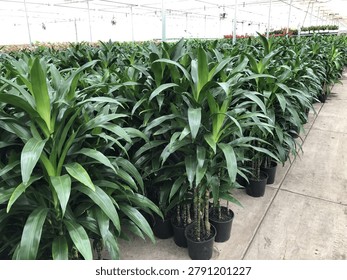 Extensive rows of large corn plants growing in black nursery pots along a greenhouse walkway