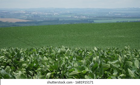 
Extensive Soy Plantation Field, Ponta Grossa, Paraná, Brazil