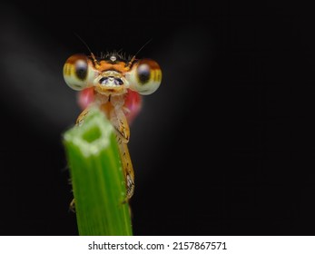 Extereme Macro Of Red Damselfly Eyes