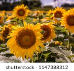 Exterior daytime close up stock photo of landscape of yellow sunflowers surrounded by green leaves and stalks on beer farm in Brookeville, Maryland in Montgomery County on semi-cloudy sunny summer day