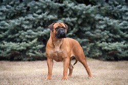 The Exterior Of The Dog Stand. Bullmastiff