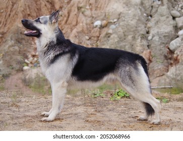 The exterior of an Eastern European Shepherd dog against the background of a mountain slope