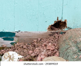 Exterior House Wall Mouse Squirrel Rodent Messy Burrow Pest Damage