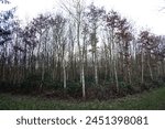 Exterior landscape photo view of a young forest during winter in Normandy with tree trunks and no leaf and alleys between them with nobody walking in naure natural season climate weather