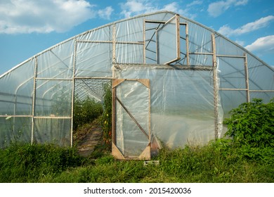 Exterior Of Large Organic Garden Vegetable Greenhouse With Tomato Plants Visible Inside Open Door. Bright Blue Sky With Soft White Clouds Above And Green Grass Field. No People.