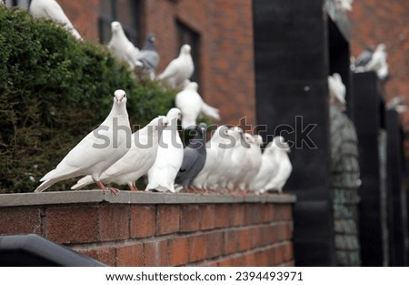 exterior photo ofanimals white pigeon dove birds onwiht a orange bown bricks wall outside in a public park or garden during the day