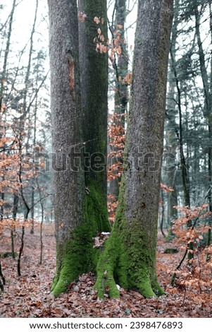 Exterior photo view of 3 tree trunk oak stuck together growing from the same roots in a european forest during winter humid season with all teh dead leaves fallen on the ground of this woods