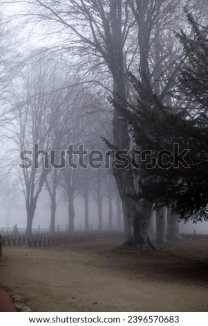 exterior photo view during winter of a road path under a fog foggy mist misty dark gray day with nobody making it scary scare mysterious with its trees