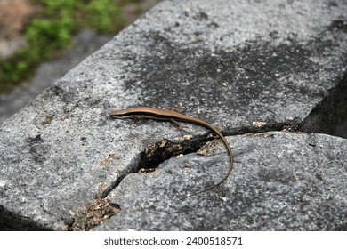 Exterior photo view of a small lizard lezard reptile wild animal resting staying chilling on a rock stone bench sit under the sun to keep warm during the day