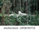 Exterior photo view of a wild life animal creature white tiger feline beast on a rock stone in a park garden of a tropical exotic nature natural zoo with green jungle forest and vines around