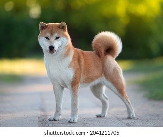 40 290件の 柴犬 の画像 写真素材 ベクター画像 Shutterstock