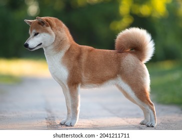 exterior portrait conformation Shiba Inu dog stands on the road in summer