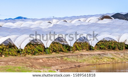 Exterior view of rows of greenhouses covering agricultural fields in South California, Santa Maria, Santa Barbara county, California
